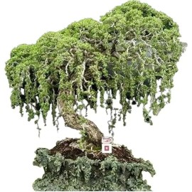 Tree Australian Willow Bonsai Trees Fresh Cutting - Extensive Thick Trunks