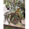 diane van dyk co Angel Wing Lana Begonia Rooted In
