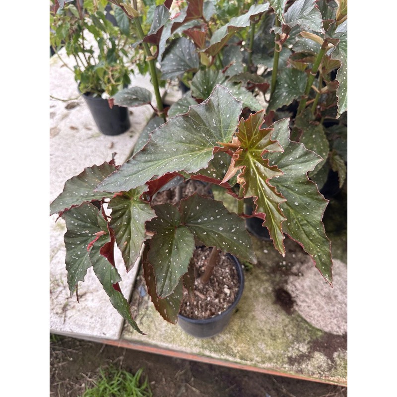 diane van dyk co Angel Wing Lana Begonia Rooted In