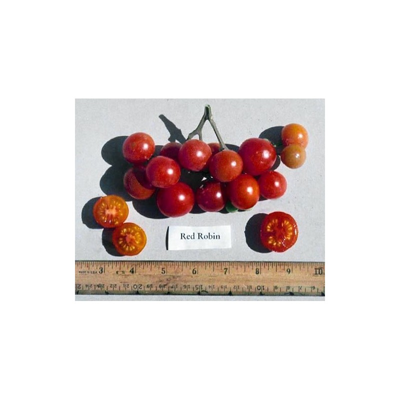 30 Dwarf Red Robin Tomato Seeds, Heirloom Non-GMO, Sweet, Low