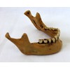 Lower Jaw for Skull Gothic