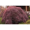 Crimson Queen Japanese Maple - Live Plant - Trade Gallon