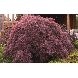 Crimson Queen Japanese Maple - Live Plant - Trade Gallon Pot