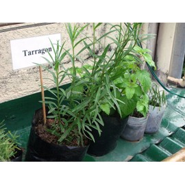 Tarragon Plant Seeds- Also known Dragon Herb Both Medicinal And Culinary Herb(200 Seeds)