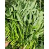 Seed-Top 100+ Seed Water Spinach White for Yard & Garden