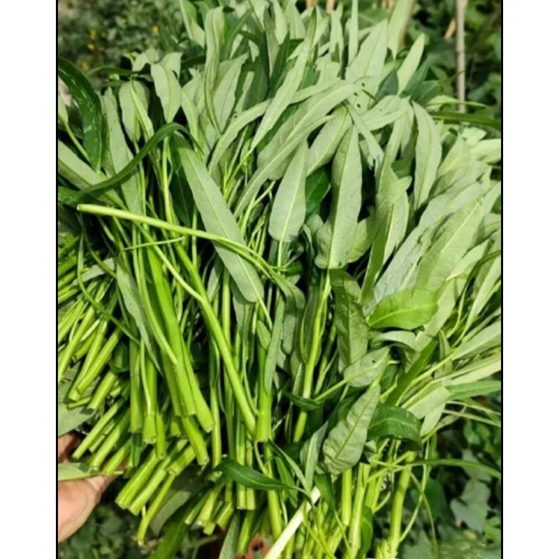 Seed-Top 100+ Seed Water Spinach White for Yard & Garden