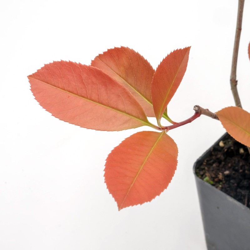 6 Red Tip Photinia, Photinia x Fraseri, Thriving in Extra