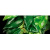 Exo Terra Silk Terrarium Plant, Small, Ficus