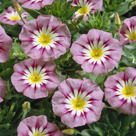 Outsidepride 2000 Seeds Annual Convolvulus Tricolor Minor Morning Glory Ensign Rose Climbing Vine Flower Seeds for Planting