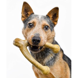 Pet Qwerks Wish BarkBone Dog Chew Toy, Peanut Butter Flavor, Large