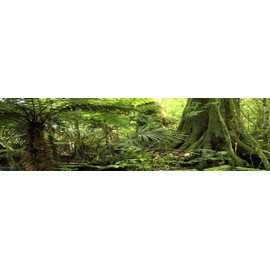 Carolina Custom Cages Reptile Habitat Background; Rain Forest, for 24Lx18Wx18H Terrarium, 3-Sided Wraparound