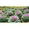 NIKA SEEDS - Vegetable Flowering Kale Mix (Ornamental Cabbage) Large