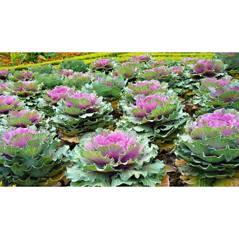 NIKA SEEDS - Vegetable Flowering Kale Mix (Ornamental Cabbage) Large