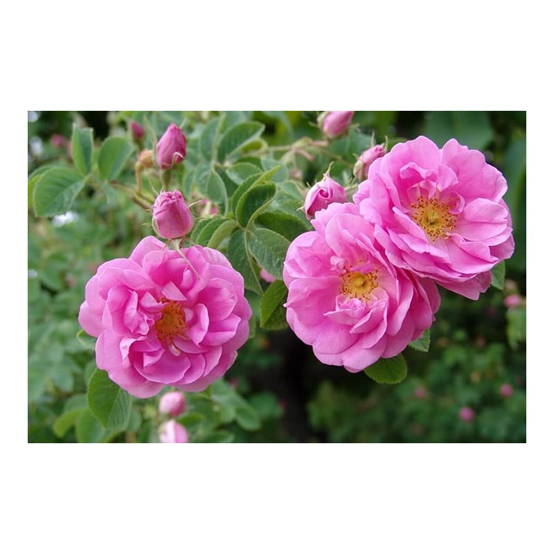 kodyina CODINA baransinguro-zuro-syon 100ml