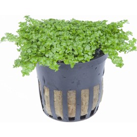 Foreground Potted Live Aquarium Plants | Freshwater Aquatic Plants for Aquariums (Potted Dwarf Baby Tears)