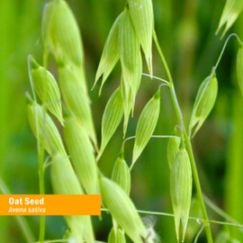 Herb Pharm Certified Organic Alcohol-Free Oat Seed Glycerite for Nervous System Support - 4 Ounce