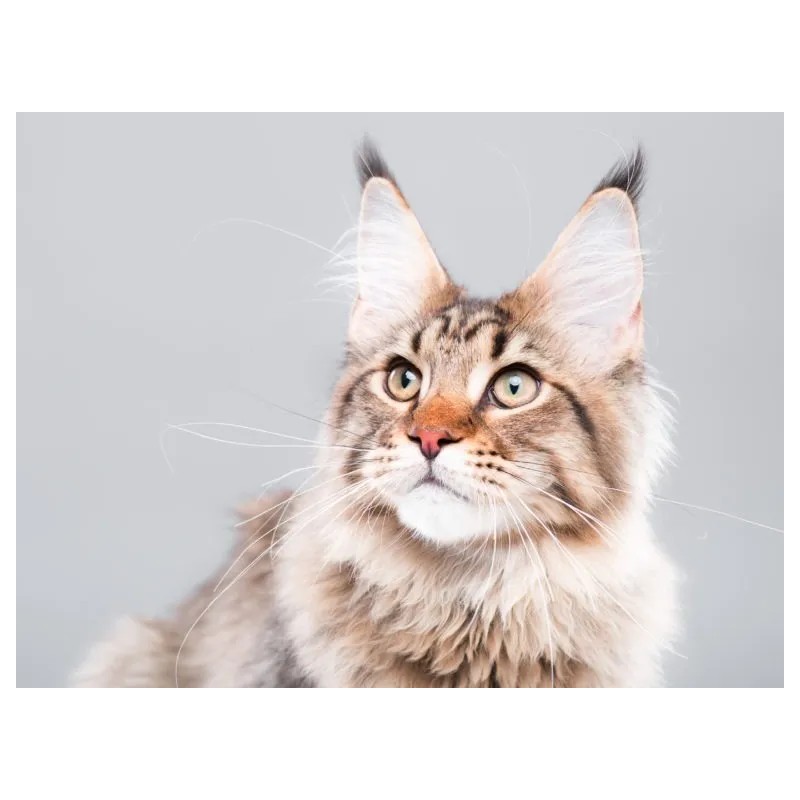 Suplemento Vitamina Proteina Omega Para Gatos Piel Y Pelo 60