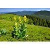 Health Embassy Gentian Root | Gentiana L | Herbal Tea