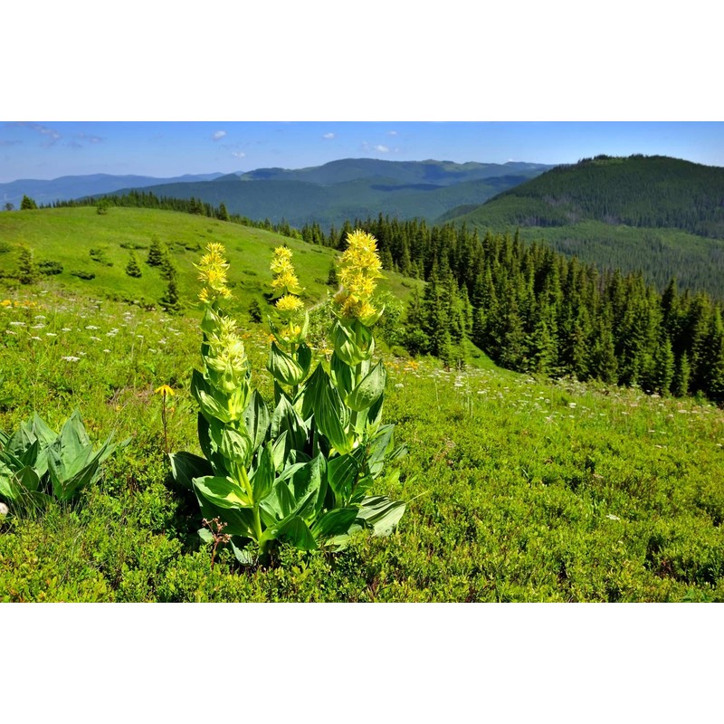 Health Embassy Gentian Root | Gentiana L | Herbal Tea