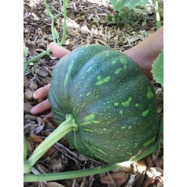 Seminole Pumpkin Organic Seminole Pumpkin Seeds - 20 seeds