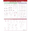 Travell, Simons & Simons’ Trigger Point Pain Patterns Wall Chart: