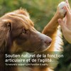 AniForte Marine Collagen Joint Powder for Dogs CollaMove 450g -