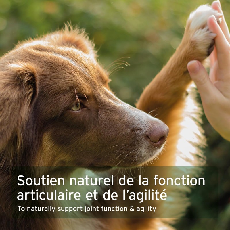 AniForte Marine Collagen Joint Powder for Dogs CollaMove 450g -