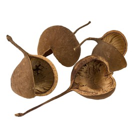 Daichi Farm DO085700-000 Dried Flowers, N, Approx. 2.8 - 4.7 inches (7 - 12 cm), Buddha Nuts, Pack of 4