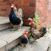 LWINGFLYER Artificial Feather Hen Chicken Statue Ornaments DIY Craft for