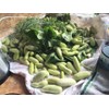 22Day Seeds: Seeds Cucumber White Angel F1 Open-Pollinated/Indoor / 50