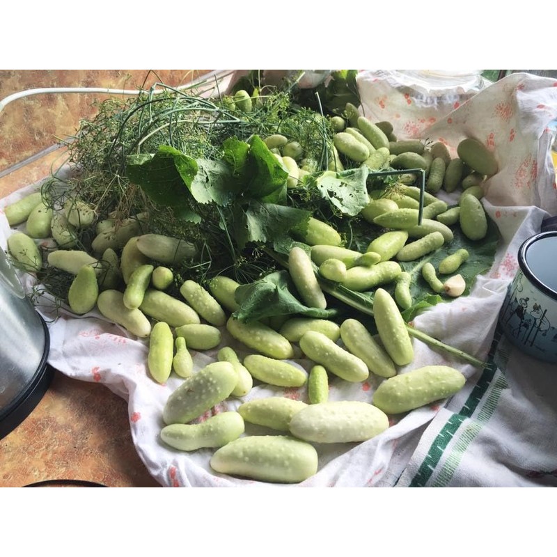 22Day Seeds: Seeds Cucumber White Angel F1 Open-Pollinated/Indoor / 50