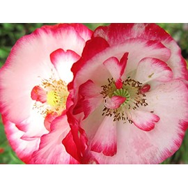 5000 Double Mixed Shirley Poppy Seeds for Planting 2 Grams of Seeds Non GMO Heirloom USA Harvested pollinator bee Butterfly