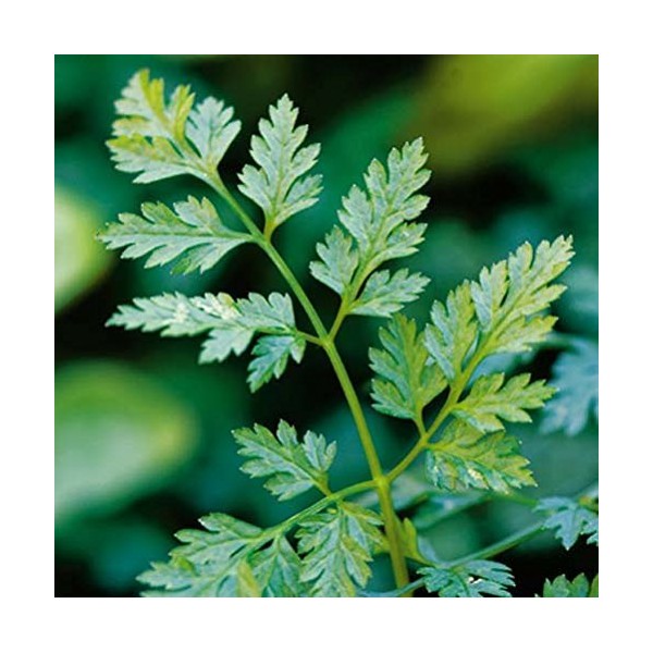 Chervil Great Garden Herb by Seed Kingdom (2,000 Seeds)