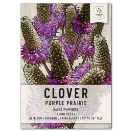 Seed Needs, Purple Prairie Clover Seeds - 1,600 Heirloom Seeds for Planting Dalea purpurea - Perennial Blooms to Attract Butterflies & Pollinators to a Butterfly Garden (1 Pack)