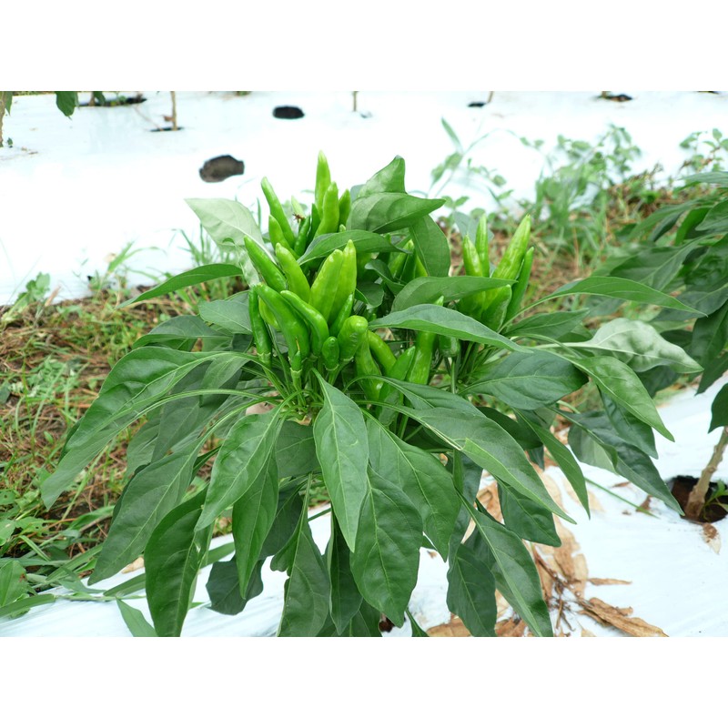 [Stimulating Blue, Spicy and Spicy, New Appearance!] Karami Kyushu Blue