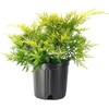 Juniper Saybrook Gold | 4 Live Gallon Size Plants |