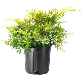 Juniper Saybrook Gold | 4 Live Gallon Size Plants | Juniperus Chinensis | Cold Hardy Evergreen Groundcover