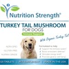 Turkey Tail Mushroom for Dogs to Support a Strong Immune