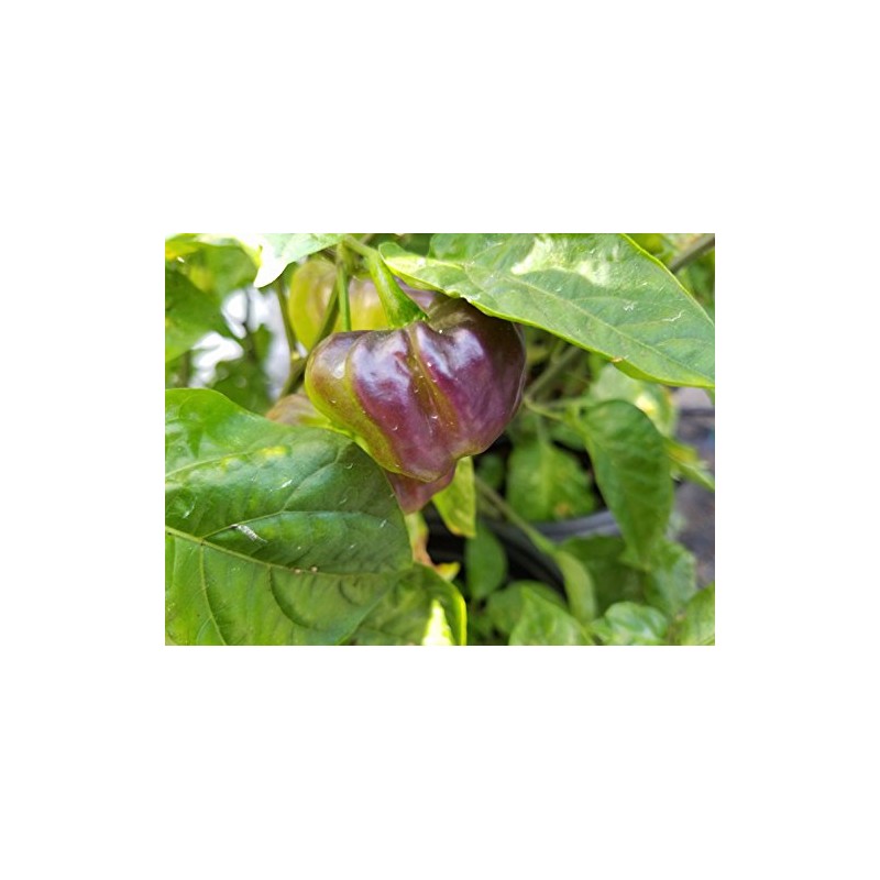 Aji Cachucha Purple Splotched Pepper Seeds 10+ Seeds