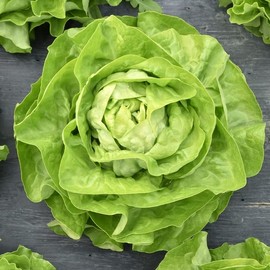 SeedsUP - 1000+ Butterhead Lettuce May's Queen for Indoor Salad - Vegetable Green