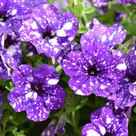 Rare Night Sky Petunia Seeds - 500+ Dwarf Wave Petunia Flower Non-GMO Heirloom Seeds for Planting Home Garden