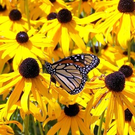 Black Eyed Susan Flower Seeds - 300+ Perennial Non-GMO Black Eyed Susan Flower Seeds - Attracts Pollinators