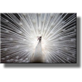 White Peacock Picture on Stretched Canvas, Wall Art Décor, Ready to Hang!