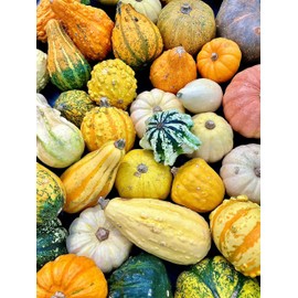 “Monster Mix” Gourd Mix Seeds – A dozen different, detailed gourd types in one packet! | Hundreds of possible color and feature combinations | USA Grown Heirloom Seeds by Liliana's Garden |