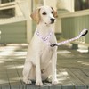 haoyueer Dog Collar and Leash Set, Slip Collar with Stop