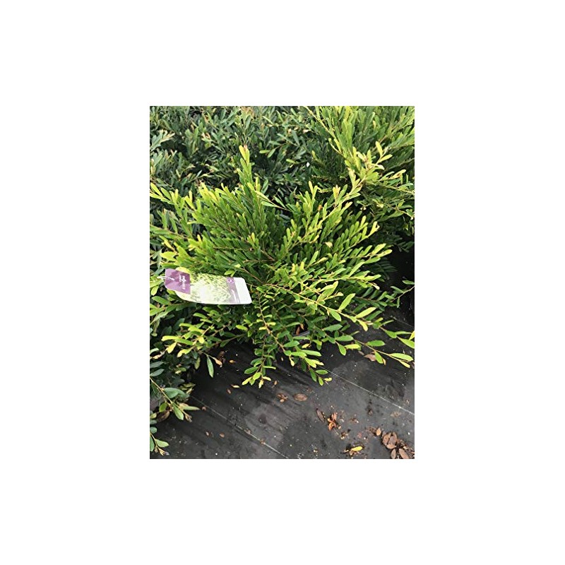 GARDENSOYVEY Cinnamon Girl DISTYLIUM (Distylium 'PIIDIST-V' PP27, 631)