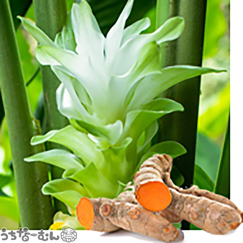 沖縄県産 秋ウコン粉末100ｇ 沖縄県産 ウコン 鬱金 ターメリック クルクミン フラボノイド シオネール サプリ