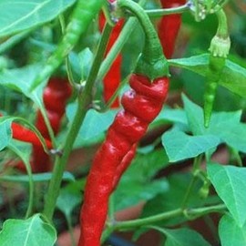 Organic Cayenne Long Red Thin Pepper - 250 mg ~30 Seeds - Organic, Non-GMO, Open Pollinated, Heirloom Hot Pepper Gardening Seeds