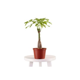 Leaf & Linen 6" Grow Pot, Live Indoor/Outdoor-Air Houseplant and Office Décor | Low Light Collection, 6 INCH, Money Tree' Pachira Aquatica