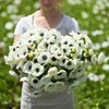 Anemone Bulbs - De Caen White - 40 Bulbs -